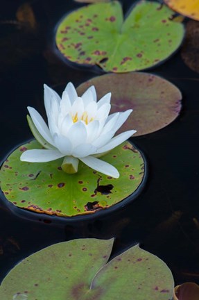 Framed White Water Lily Flowering In A Pond Print