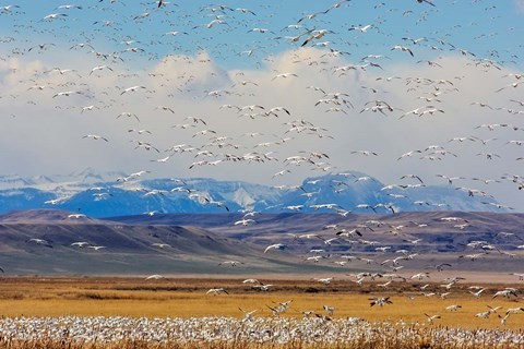 Framed Spring Migration Of Snow Geese Print