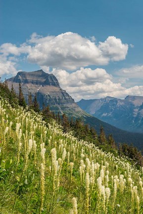 Framed Beargrass As Seen From Glacier National Park Print