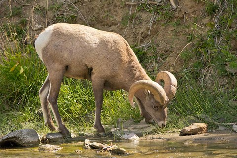 Framed Bighorn Sheep Drinking, Yellowstone National Park, Montana Print