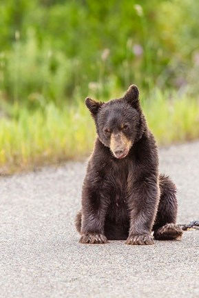Framed Bear Cub On Camas Road Print