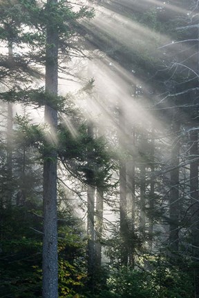 Framed Sun Rays Shining Through Foggy Pine Trees Print