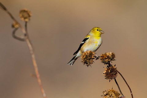 Framed American Goldfinch Feeding On Sunflower Seeds Print