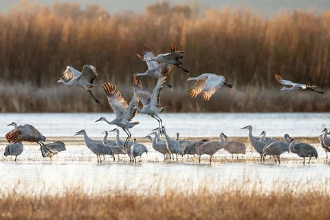 Framed Sandhill Cranes Flying, New Mexico Print