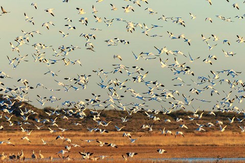 Framed Snow Geese Taking Off From Their Morning Roost, New Mexico Print