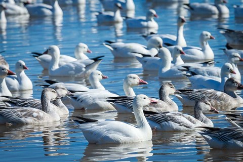 Framed Ross&#39;s And Snow Geese In Freshwater Pond, New Mexico Print