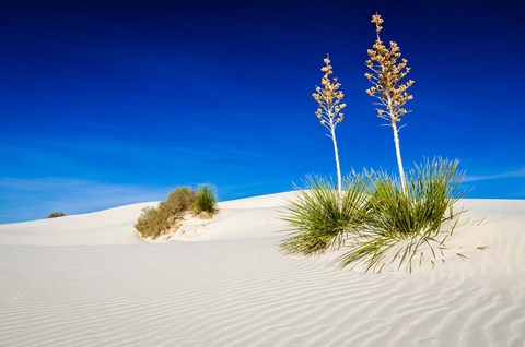 Framed Soaptree Yucca And Dunes, White Sands National Monument, New Mexico Print