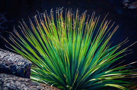 Framed Succulent On Malpais Nature Trail, New Mexico Print