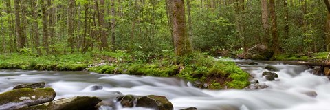 Framed Panoramic Of Straight Fork Creek In Spring, North Carolina Print