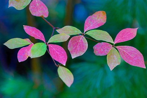 Framed Wild Dogwood Leaves In Autumn Print