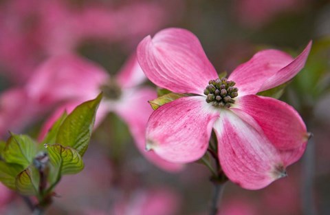 Framed Close-Up Of A Pink Dogwood Blossom Print