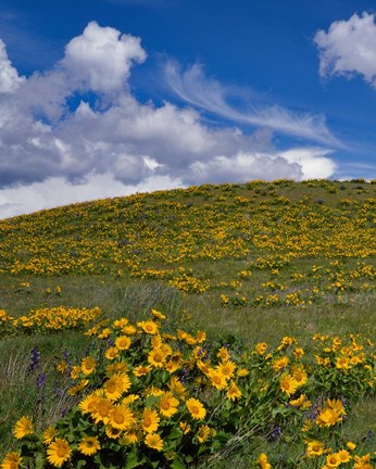 Framed Rowena Plateau Landscape, Oregon Print