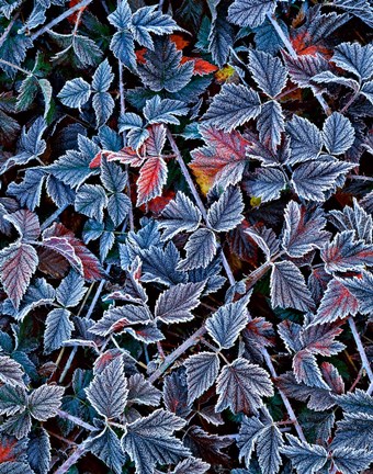 Framed Frost On A Wild Blackberry Bush Print