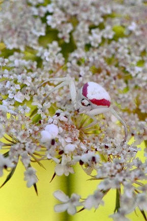 Framed Crab Spider On Wild Carrot Bloom Print