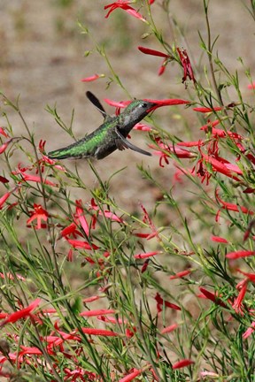 Framed Hummingbird In The Bloom Of A Salvia Flower Print