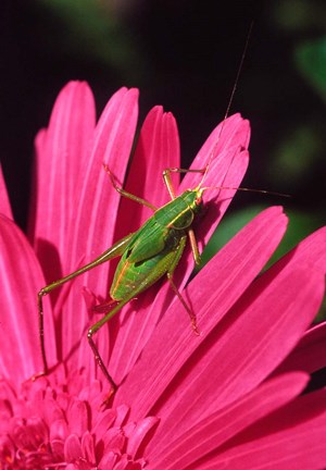 Framed Fork-Tailed Bush Katydid On A Gerbera Flower Print