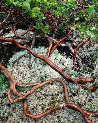 Framed Manzanita Plant Roots On A Bed Of Moss Print