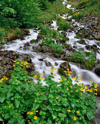 Framed Yellow Monkeyflowers Along Wahkeena Creek, Oregon Print