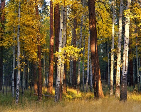 Framed Aspen And Ponderosa Trees In Autumn, Deschutes National Forest Print