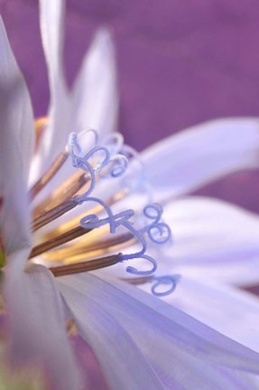 Framed Close-Up Of A Chicory Wildflower Print