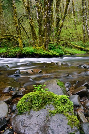 Framed Wilson River, Oregon Print