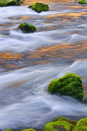 Framed Mmoss-Covered Rocks In The Mckenzie River, Oregon Print