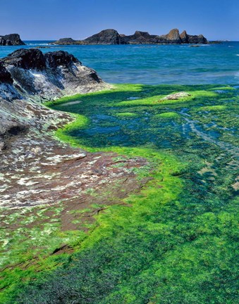 Framed Rock Formations And Algae At Seal Rock, Oregon Print