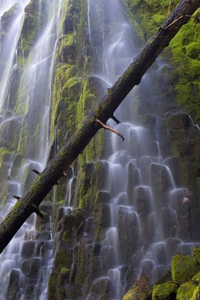 Framed Proxy Falls Over Basalt Columns, Oregon Print