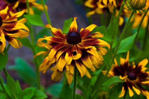 Framed Cherokee Sunset Flowers Print