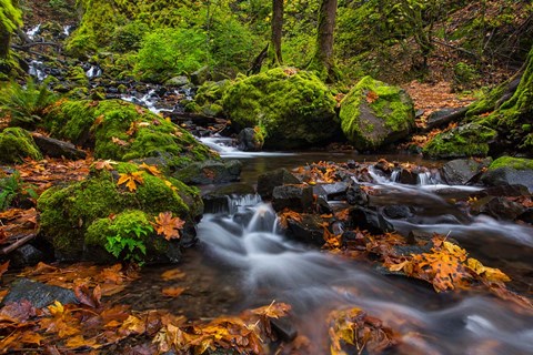 Framed Autumn Color Along Starvation Creek Falls In, Oregon Print