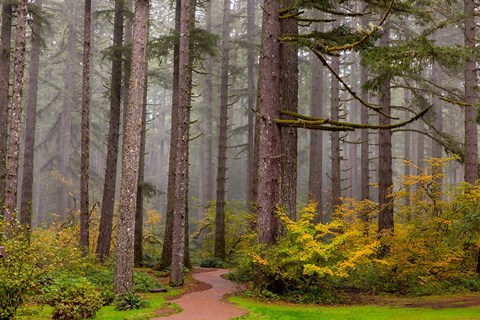 Framed Forest Fog In Sliver Falls State Park, Oregon Print