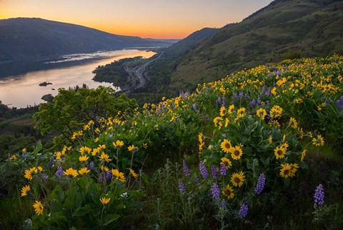 Framed Wildflowers At Rowena Plateau,  Oregon Print