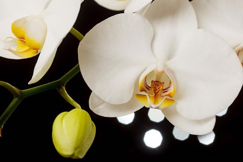 Framed White Hybrid Orchids On Black Print