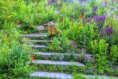 Framed Summer Flowers On Stairs In Pennsylvania Print