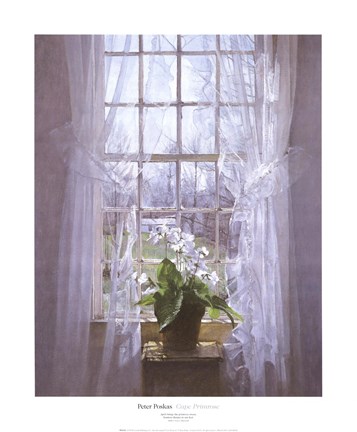 Framed Cape Primrose Print