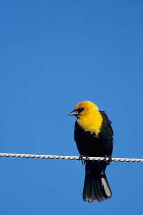 Framed Yellow-Headed Blackbird On A Power Line Print