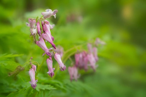 Framed Bleeding Heart Wildflowers In Cades Cove Print