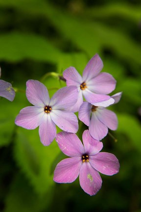 Framed Wild Blue Phlox Print