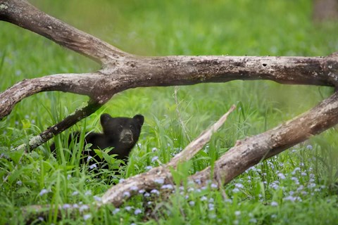 Framed Black Bear Cub Under Branches Print