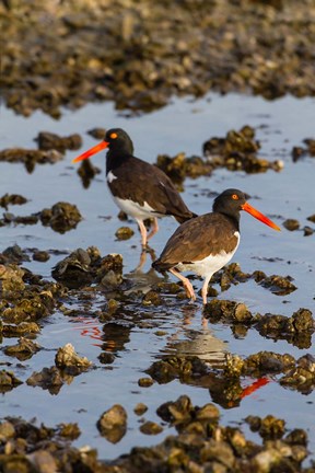 Framed American Oystercatcher Pair On An Oyster Reef Print