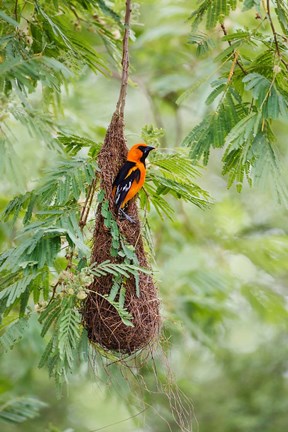 Framed Altamira Oriole At Its Nest Print