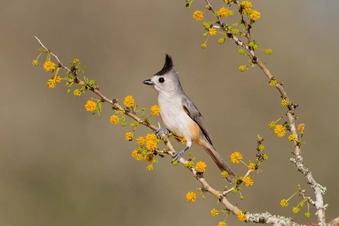 Framed Black-Crested Titmouse Perched In A Huisache Tree Print