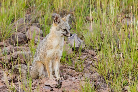 Framed Gray Fox On A Hillside Print