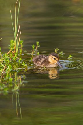 Framed Mottled Duckling In A Pond Print