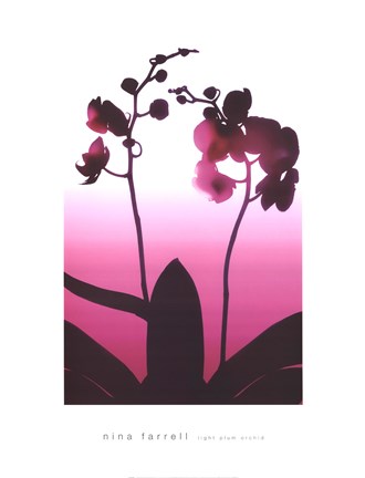 Framed Light Plum Orchid Print