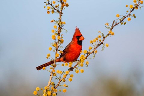Framed Northern Cardinal Perched In A Blooming Huisache Tree Print