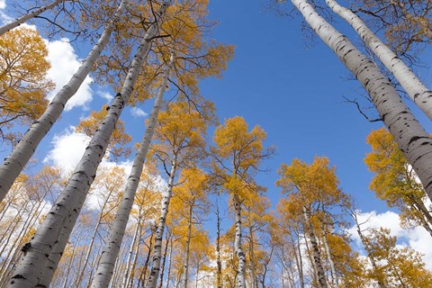 Framed Autumn Aspen Trees In The Fishlake National Forest, Utah Print