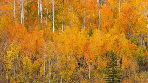 Framed Autumn Forest Landscape Of The Manti-La Sal National Forest, Utah Print