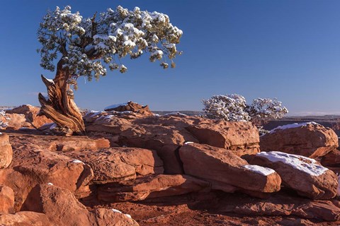 Framed Lone Pine At Dead Horse Point, Canyonlands National Park, Utah Print