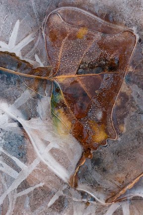 Framed Frozen Aspen Leaf In A Stream Print